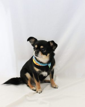 Ananas sjaaltje blauw