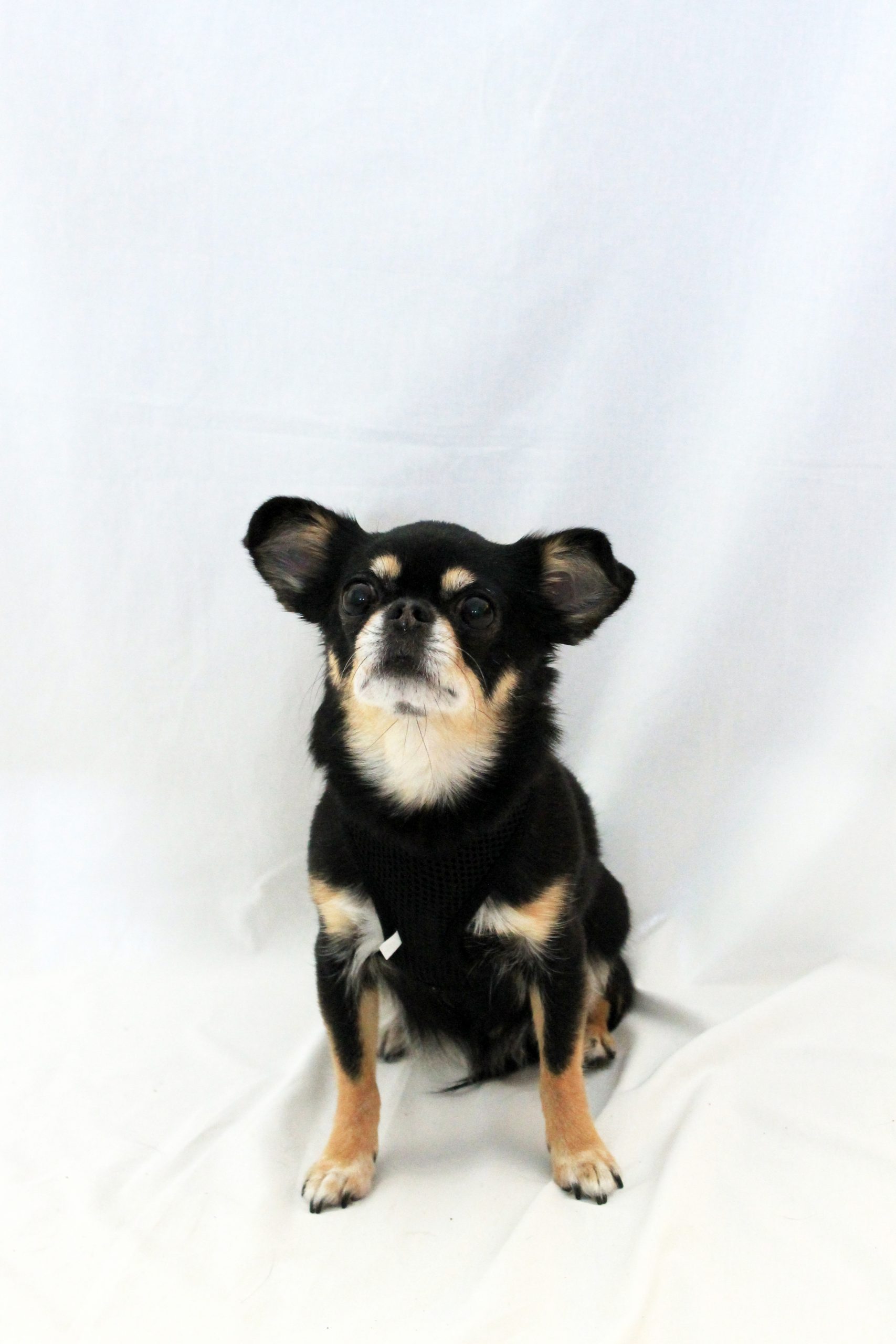 IMG_7508 Tuig Easy Zwart